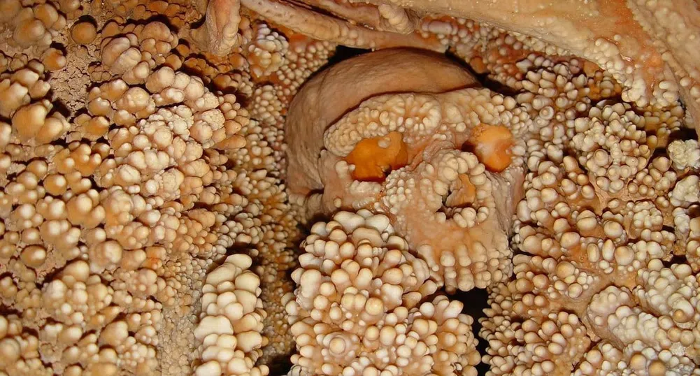От този скелет е извлечено най-старото неандерталско ДНК