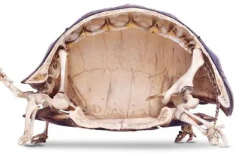10 невероятни факта, които костенурките крият в черупките си