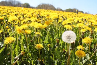 10 натурални средства срещу всякакви алергии