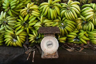 В полски супермаркети откриха банани с кокаин
