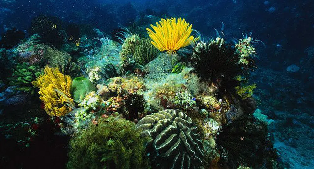 Бразилия загубила 80% от кораловите си рифове