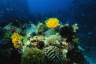 Бразилия загубила 80% от кораловите си рифове
