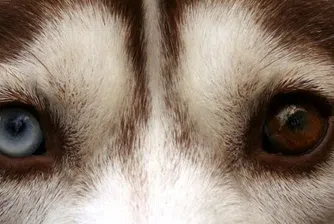10 от най-невероятните очи в животинското царство