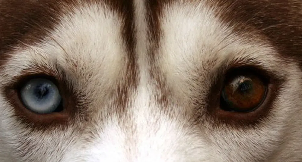 10 от най-невероятните очи в животинското царство