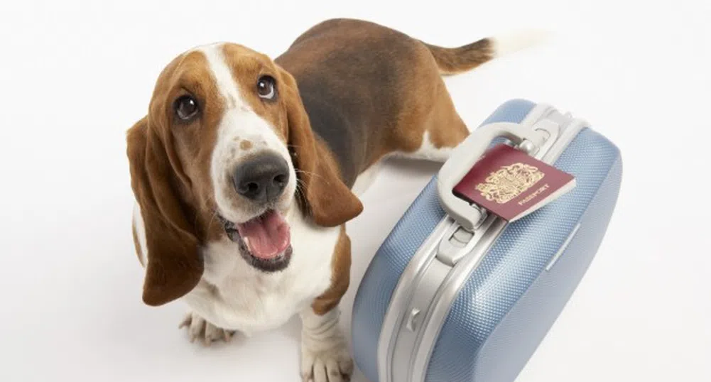 На хотел с куче – къде в България може да стане това?