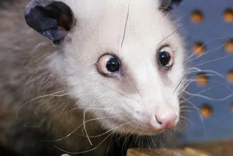 Германия си има нов животински любимец