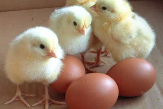 Яйцата станаха дефицитна стока в Европа