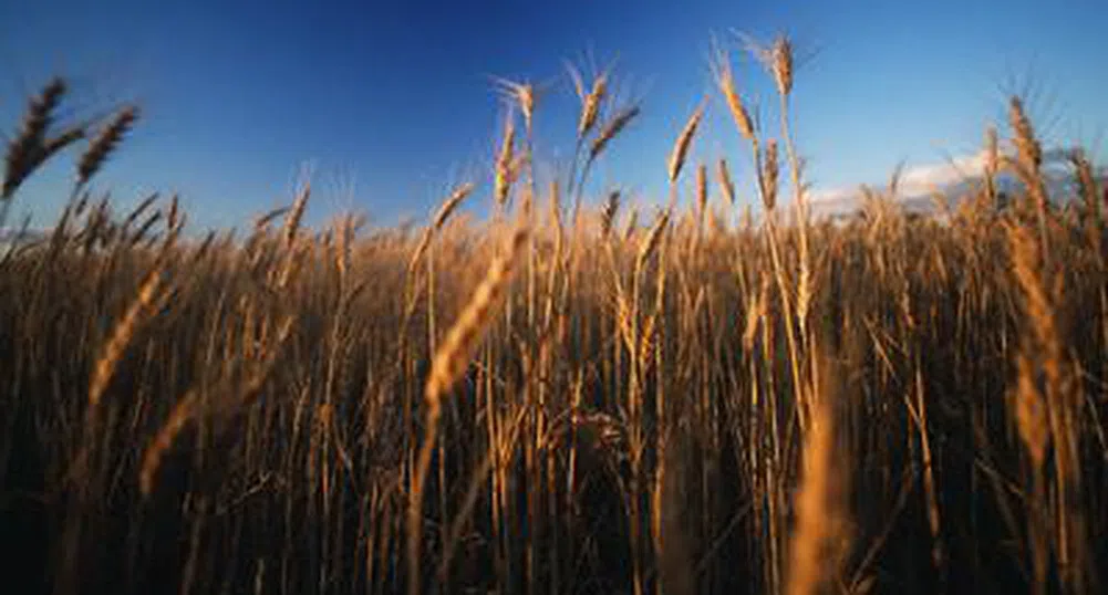 Цената на пшеницата скочи двойно и у нас