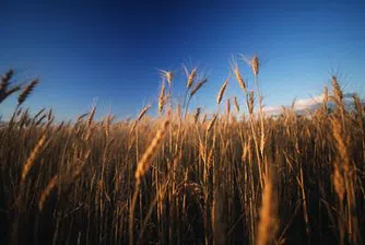 Цената на пшеницата скочи двойно и у нас