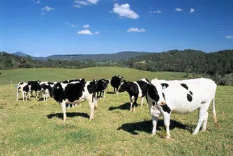 ДФ Земеделие ще изплати още 1.6 млн. лв. на животновъди