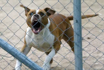 Кучешки ухапвания струват 479 млн. долара на щатските застрахователи