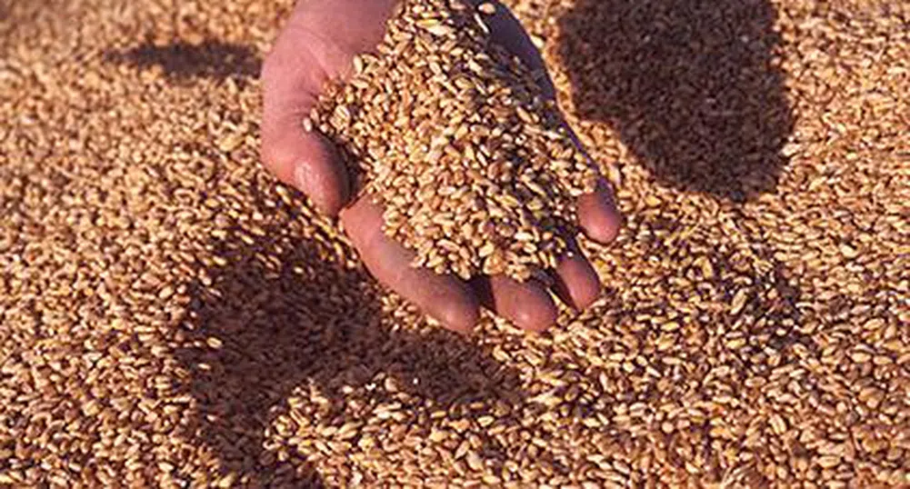 Търговците на зърно се свързват с НАП до ноември