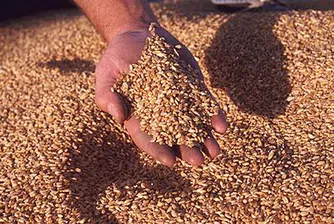 Търговците на зърно се свързват с НАП до ноември