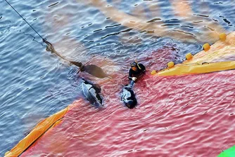 Кървав лов: рибари избиват хиляди делфини за месо