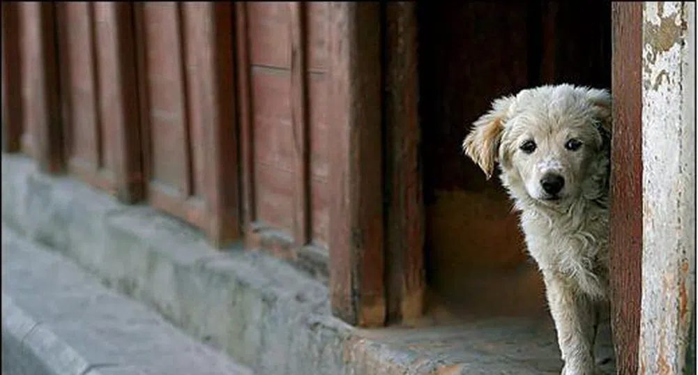 София остава без бездомни кучета през 2014 г.