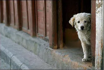 София остава без бездомни кучета през 2014 г.
