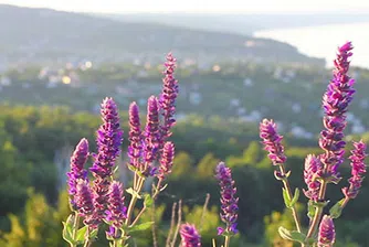 Странните имена на кюстендилските села