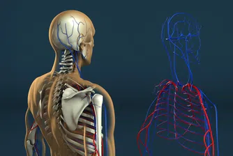 10 части на човешкото тяло, за които едва ли подозирате