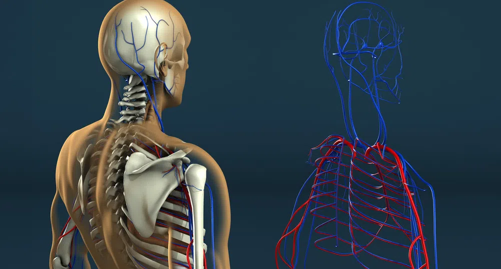 10 части на човешкото тяло, за които едва ли подозирате
