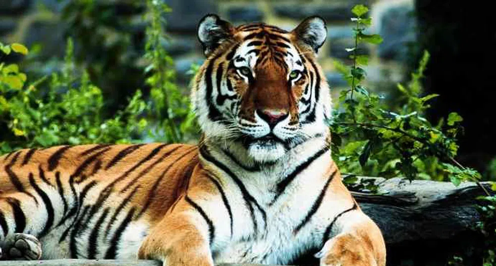 Индонезийци осиновяват тигри срещу 100 хил. долара
