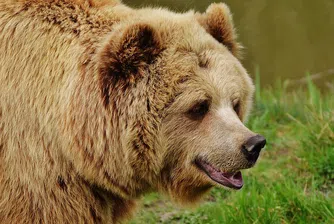 Защо мечките ще спасят черешите, но не и ябълките