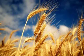 Търсим 3 млн. тона пшеница за износ