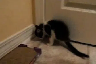Коте с два крака стана истински хит в нета (снимки+видео)