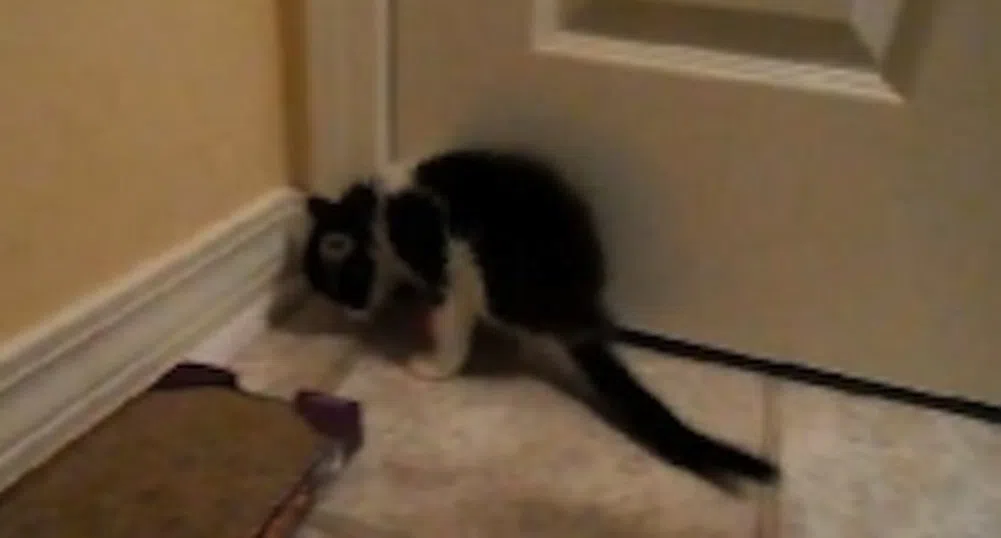 Коте с два крака стана истински хит в нета (снимки+видео)