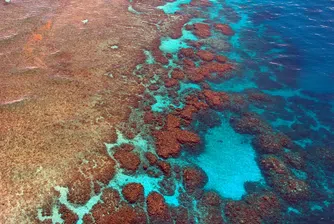 Официално: Големият бариерен риф е мъртъв
