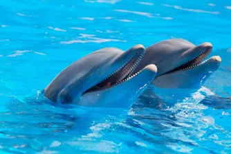 Руската армия иска да купи пет делфина, но не казва защо