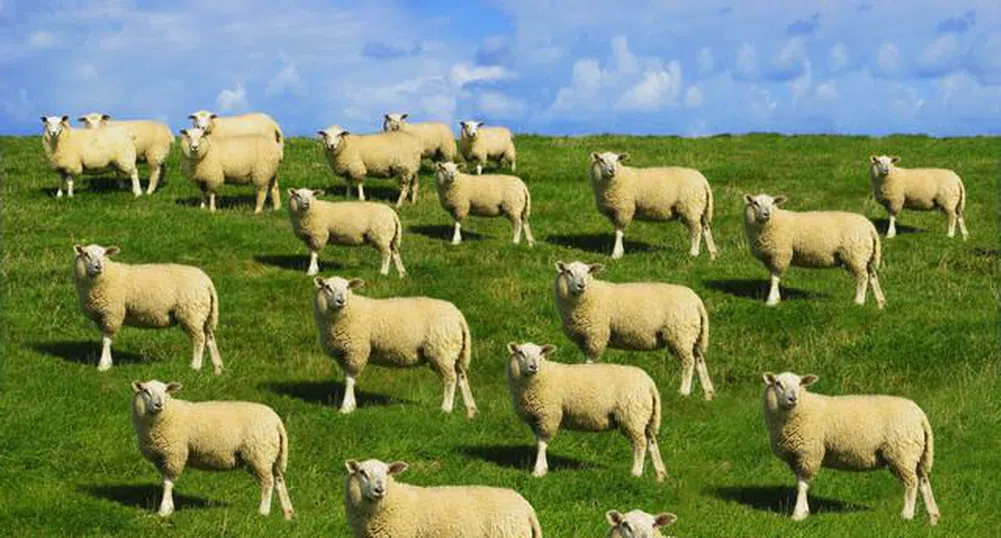 Златното руно на XXI век: Овца за 2 млн. долара