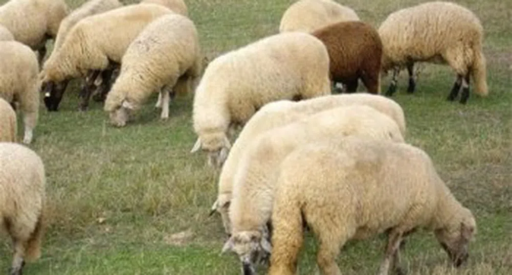 Дъжд от овце валя в Австралия
