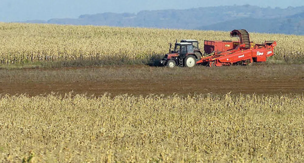 Сушата съсипва пшеницата, 34 страни ще гладуват