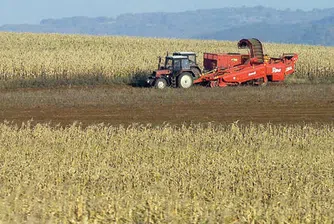 Сушата съсипва пшеницата, 34 страни ще гладуват