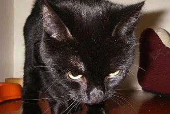 Котарак оцеля в кошмарно пътуване под влак