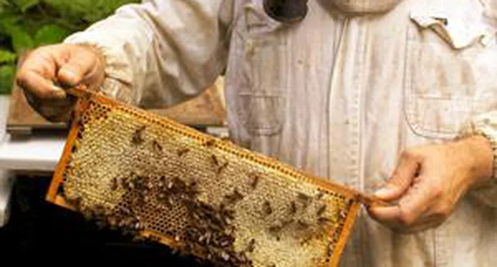 Пчеларството в България - на ръба на оцеляване