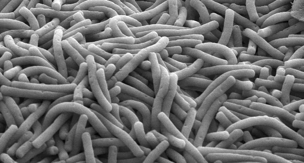Българин, завършил в Харвард, откри уникална полезна бактерия