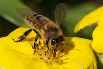 Протест в защита на пчелите