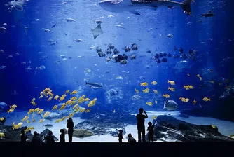 В най-големия аквариум в света (снимки)