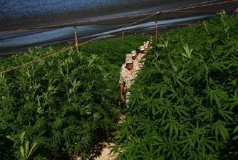 Най-голямата плантация с марихуана - в Мексико