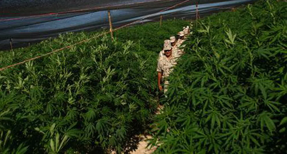 Най-голямата плантация с марихуана - в Мексико