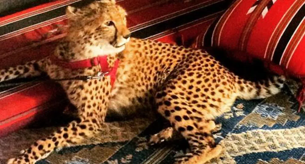 Екзотичните животни на богатите хлапета от Instagram