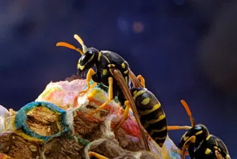 Три млн. пчели, отглеждани в апартамент