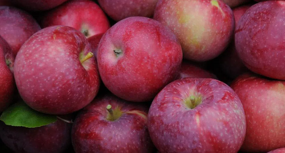 Некачествена и ябълковата реколта