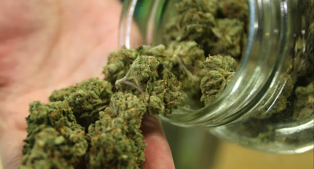 Легализираха марихуаната в Калифорния
