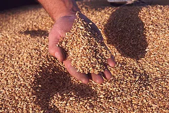 Световният съвет по зърното очаква добра реколта в България