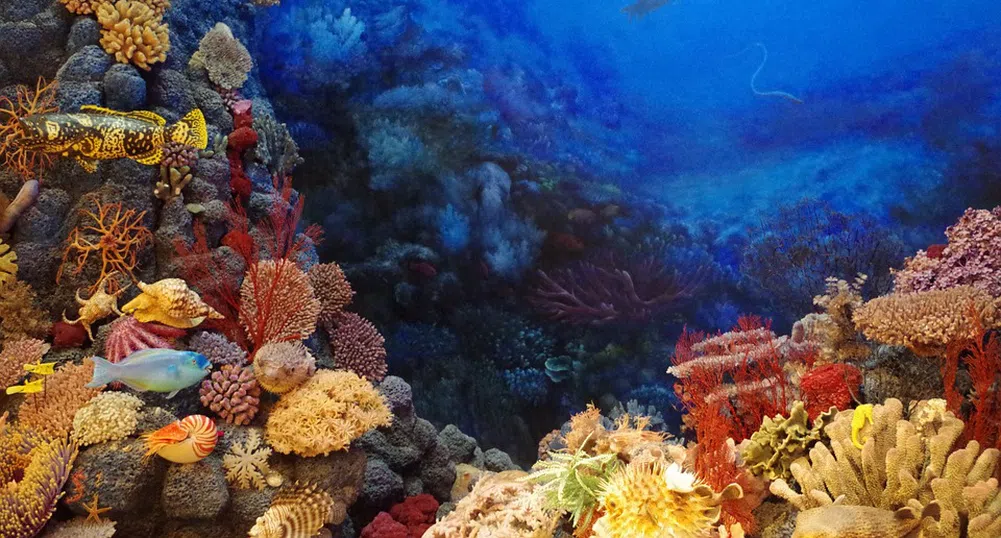 Регистрираха най-голямото измиране на корали в историята