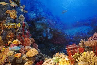 Регистрираха най-голямото измиране на корали в историята