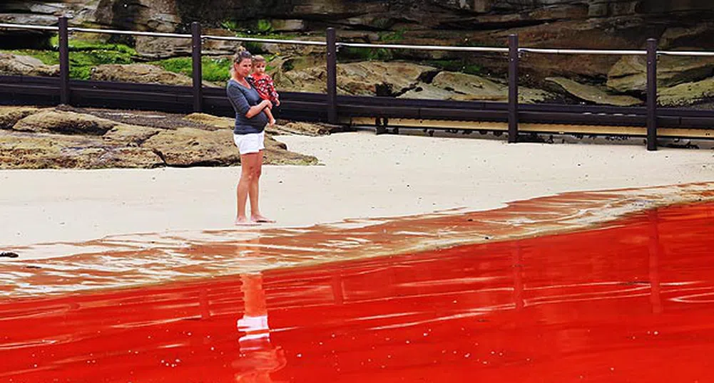 Морето край Сидни стана кървавочервено (снимки)