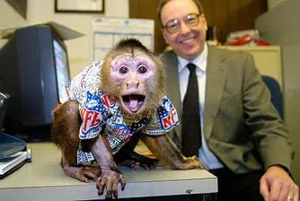 3 маймуни, които подбират акции по-добре от някои хора